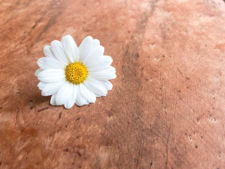 closeup of a daisy flower on a wooden background with copy spaceの写真素材
