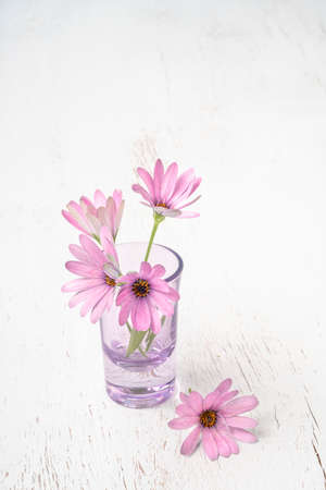 pink daisy flowers in a vase on a wooden table with copy spaceの写真素材