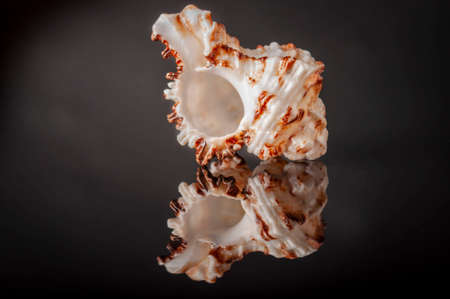 an empty mollusk shell on black background with reflectionの写真素材