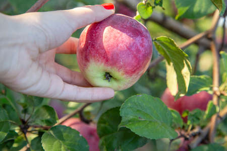 closeup female hand picking apple from the tree in a sunny day