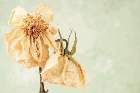 closeup dried rose flowers over soft green background with copy spaceの写真素材