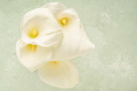 closeup of white calla lily flowers over soft green background with copy spaceの写真素材