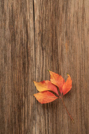 closeup of a colorful autumn leaf on the wooden background with copy space