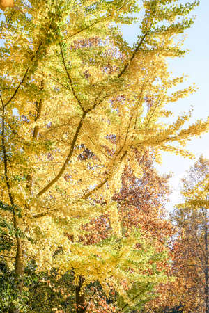 tree as a background with golden yellow leaves in autumn against blue sky in a sunny day