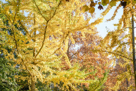 tree as a background with golden yellow leaves in autumn against blue sky in a sunny day
