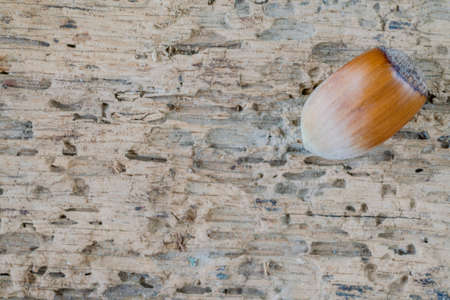closeup of a hazelnut with nutshell on a wooden table with copy space
