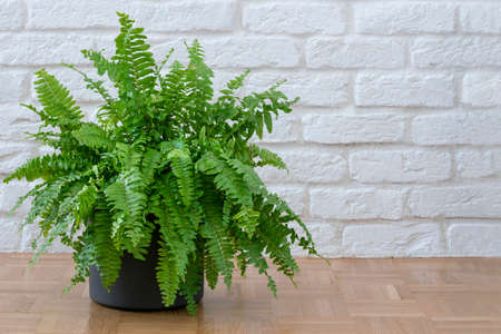 Nephrolepis exaltata, Beautiful potted Boston ferns or Green Lady houseplant on parquet floor over brick wall in living room, home interior.の写真素材