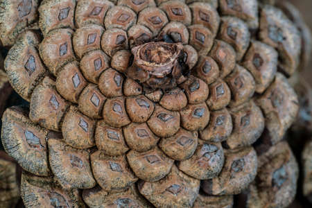 pine cone, natural background or surface with closeup of a pine cone with selective focusの写真素材