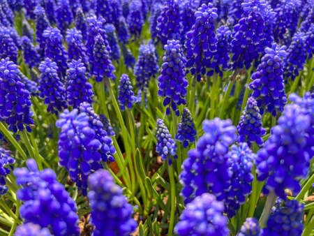 hyacinth flowers, closeup side or profile view of beautiful purple or violet grape hyacinth flowers...
