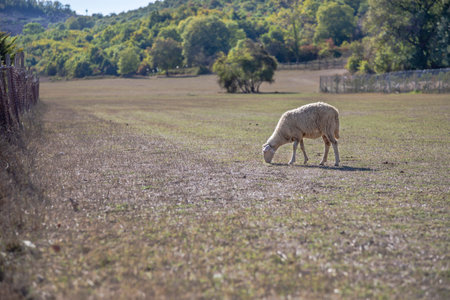 sheep, a sheep feeding or grazing on the meadow on a valley. domestic farm animal eating grass in a sunny day. one animal concept photo with copy spaceの写真素材