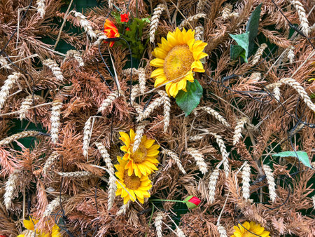 floral background, floral background or surface with artificial yellow sunflowers and ears of wheat with selective focusの写真素材
