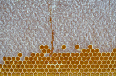 honeycomb, closeup top view top view honeycomb with honey as a background. delicious and healthy food background or surface concept photo with honey in cells with selective focus. healthy foodの写真素材