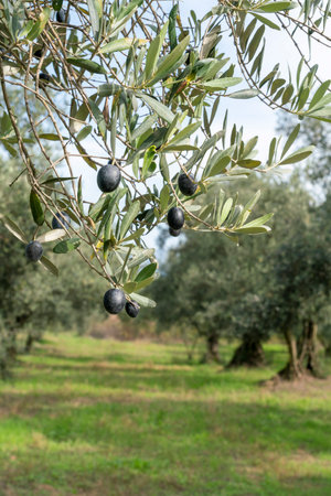 olive trees, closeup ripe fruits with selective focus on olive tree in garden or field in a sunny day. agricultural background concept photo in spring or summer with products. agriculture harvestの写真素材