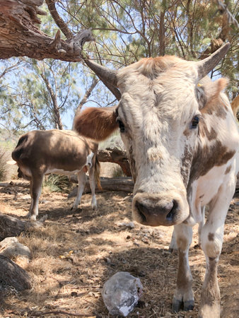 cow, closeup portrait of cow looking at camera in a farm. livestock animal concept. global warming or climate change reasons. animal selective focus headshot in the cattle ranchの写真素材