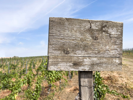 message board, Blank or empty weathered wooden board panel in the field under beautiful blue sky in a sunny autumn day. empty wooden sign post with copy space in a vineyard under sky.の写真素材
