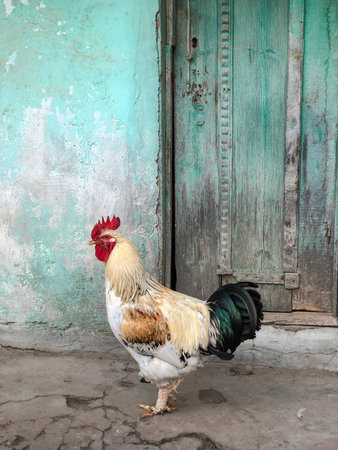 Rooster, side view beautiful free range Rooster standing in front of old green wooden door on the...