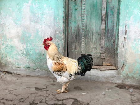 Rooster, side view beautiful free range Rooster standing in front of old green wooden door on the...