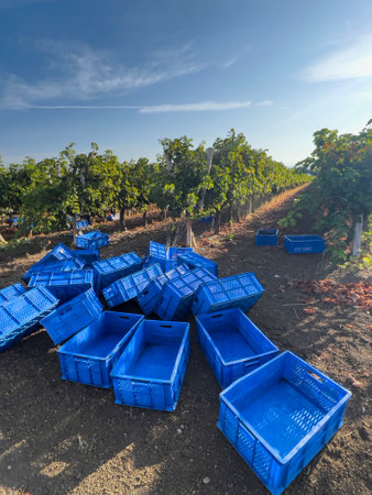 vinery, heap or stack of empty blue baskets at vineyard field for grape harvesting. blank blue baskets at field or garden. grape harvest concept background. vineyard in sunny summer or autumn dayの写真素材