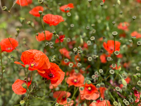 Red poppy field background or surface. wild red poppy flowers in field in spring or summer. floral pattern. natural background with red wild flowers with selective focusの写真素材