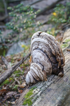 mushrooms, side view tinder mushroom grew on a fallen tree in forest. natural autumn background. tree trunkの写真素材