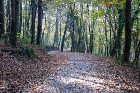 forest, empty path under fallen leaves surrounded tree canopy in forest or park in autumn. path goes...