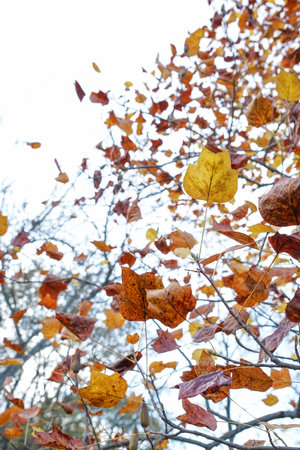 dried autumn leaves of tree isolated on white background or surface with copy space. isolated golden colored fall leaf on white background. autumn surface with copy space. tree with colorful dry leavesの写真素材