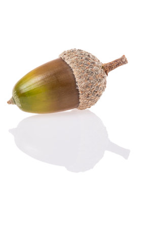 acorns, side view beautiful brown and green acorn isolated on white background with reflection and copy space. natural autumn background or surface with copy space. fruit of oak treeの写真素材