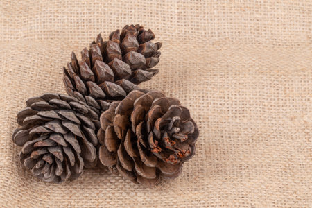 pine cones, beautiful dried pine cones on burlap background or surface with copy space. noel or new...