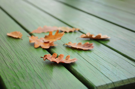autumn, side view dried yellow leaves on green wooden picnic table at park. autumn season background...