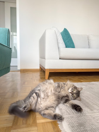 cats, beautiful portrait of tabby gray cat lying on floor in living room with copy space. domestic cat or animal at home. domestic animal background. cute pet looking at camera, lying on carpetの写真素材