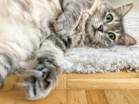 cat, closeup of cute tabby gray cat lying on carpet in living room at home. domestic animals or pets...