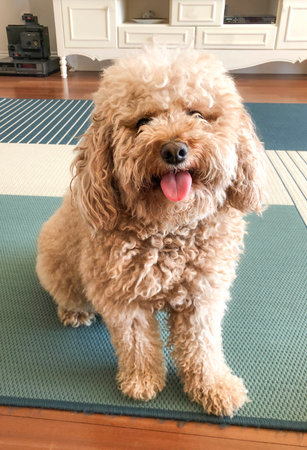 dog, Fluffy curly haired dog sitting indoors on rug, looking happy and playful with its tongue out....