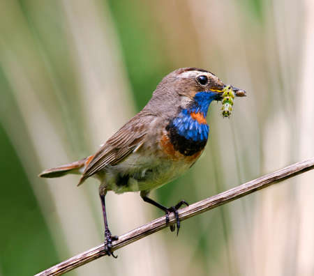 Bluethroat (Luscinia svecica)