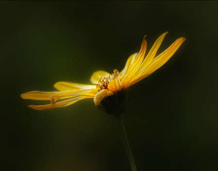 little flowers-semitsvetikの写真素材