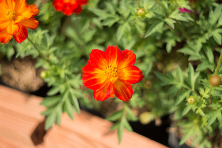 orange flowers background selective focus.の写真素材