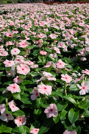 ping white flowers gardenの写真素材