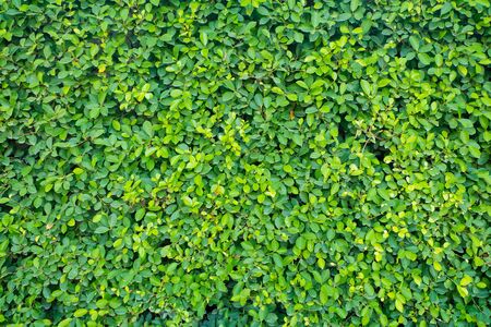 green wall Background of a Gardenの写真素材