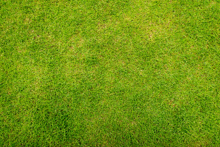 Green grass background textureの写真素材