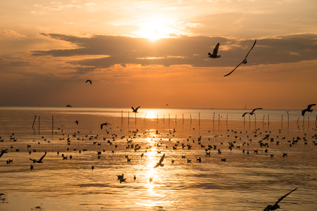 Flying Seagull on the sunsetの写真素材