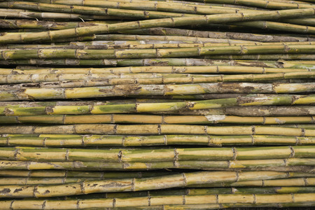 Bamboo Division for construction.
