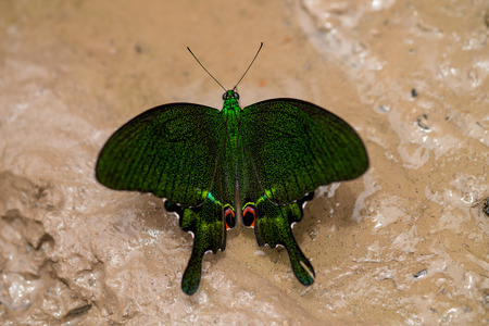 Closeup butterflyの写真素材