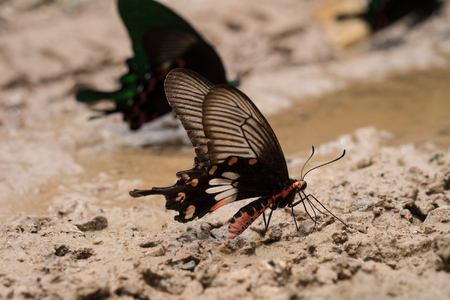 Closeup butterflyの写真素材