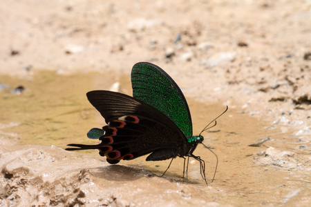 Closeup butterflyの写真素材