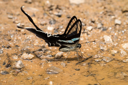 Closeup butterflyの写真素材