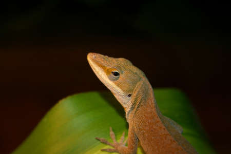 Anole Lizard on leaf, closeup shot side profile.の写真素材
