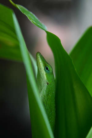 anole lizard on leaf closeupの写真素材