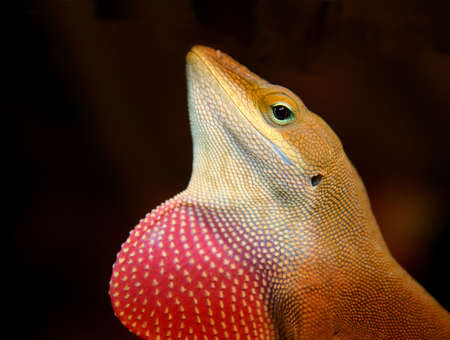 Anole Lizard with Dulap. side profile close up of headの写真素材