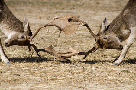 Bucks locking horns in combatの写真素材