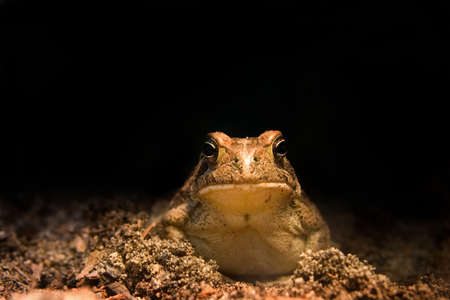 Frog enjoying the nite life