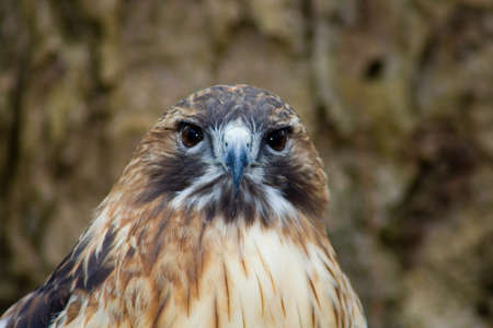 Red Tailed Hawk close up portrait "buteo jamaicensis"の写真素材